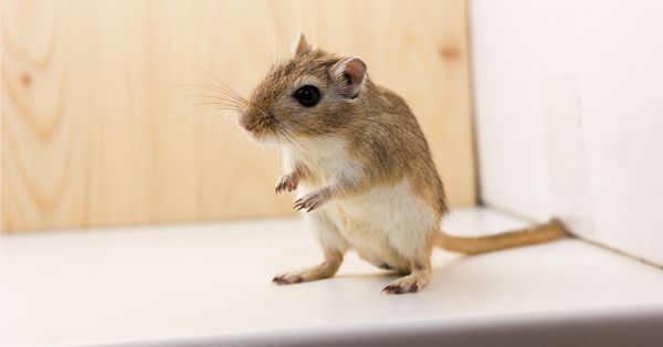 gerbil
